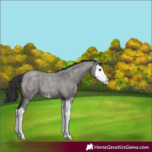 Horse Color:Unknown 