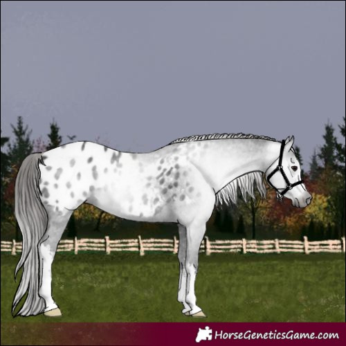 Horse Color:Gray White Spotted Black Appaloosa 