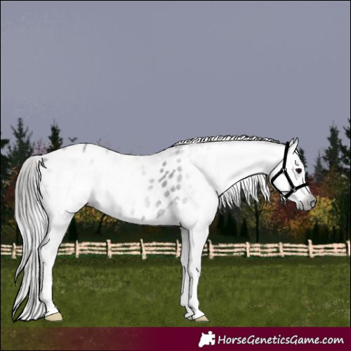 Horse Color:Gray White Spotted Black Appaloosa