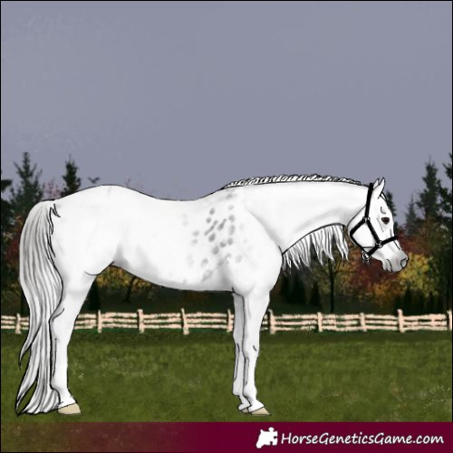 Horse Color:Gray White Spotted Black Appaloosa 