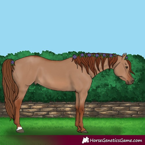 Horse Color:Red Dun 