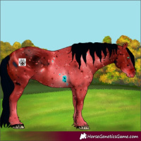 Horse Color:ERROR: UNKNOWN ANOMALY