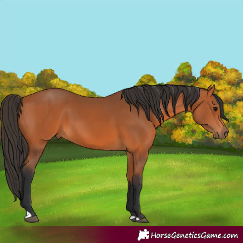 Horse Color:Bay 