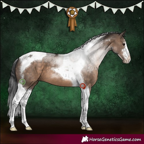 Horse Color:White Spotted Brown Dun Tobiano 