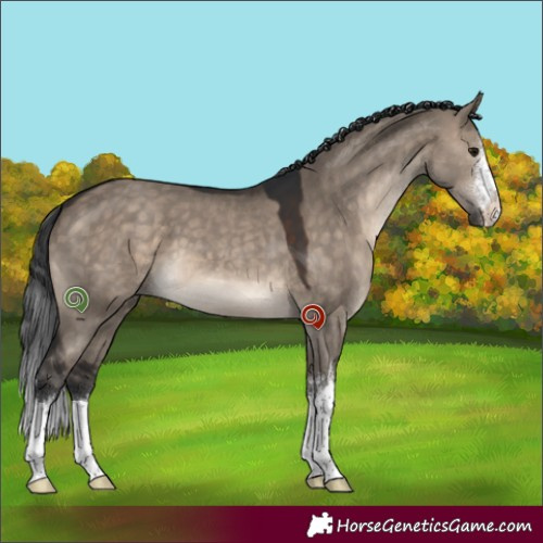 Horse Color:White Spotted Brown Dun 