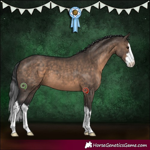 Horse Color:White Spotted Brown Dun 