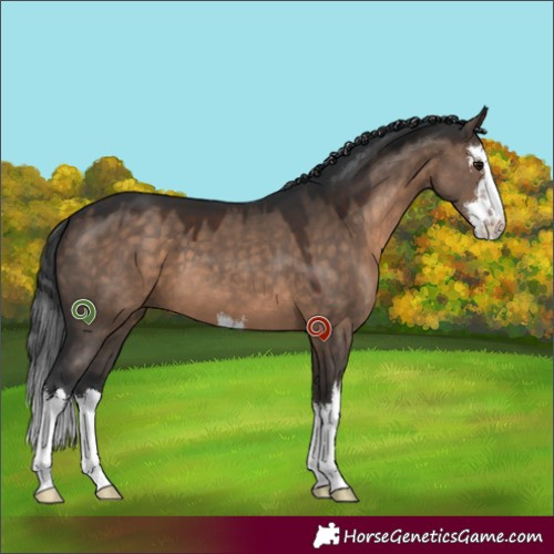 Horse Color:White Spotted Brown Dun 