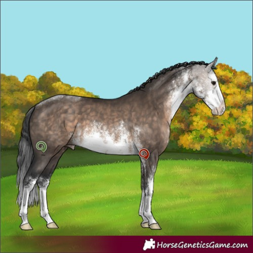 Horse Color:White Spotted Brown Dun 