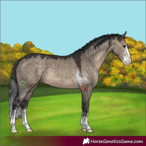 Horse Color:Brown Dun Sabino