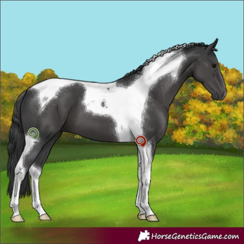 Horse Color:Black Tobiano 