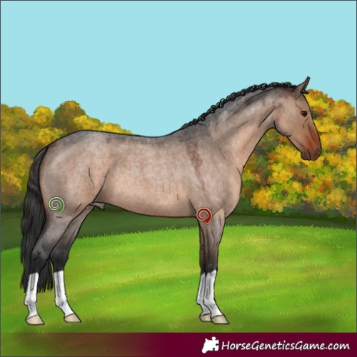 Horse Color:Brown Roan Dun 