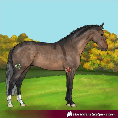 Horse Color:Brown Dun 