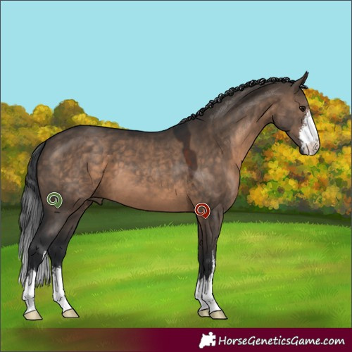 Horse Color:White Spotted Brown Dun