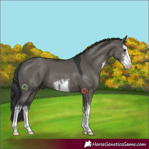 Horse Color:White Spotted Grullo 