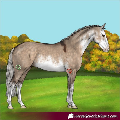 Horse Color:White Spotted Silver Brown Dun 