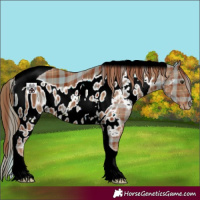 Horse Color:ERROR: UNKNOWN ANOMALY