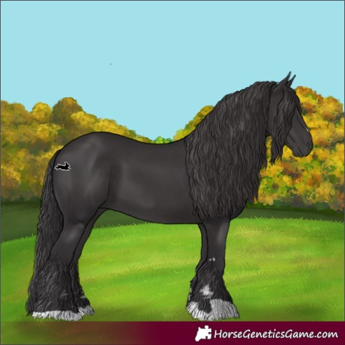Horse Color:Smoky Black 