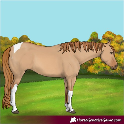 Horse Color:Red Dun Tobiano 