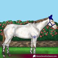 Horse Color:Buckskin Roan Dun Appaloosa 