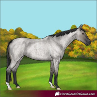 Horse Color:Grullo Roan 