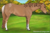 Horse Color:White Spotted Chestnut