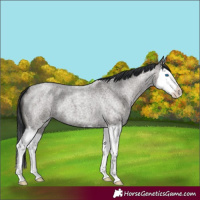 Horse Color:Grullo Roan Splash 