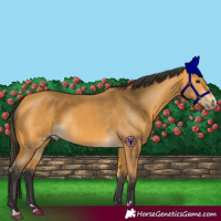 Horse Color:Buckskin 