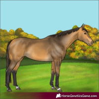 Horse Color:Buckskin 