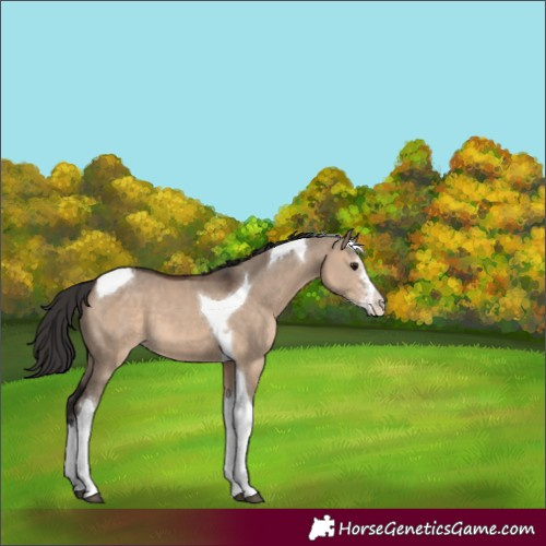 Horse Color:Brown Dun Sabino Tobiano 