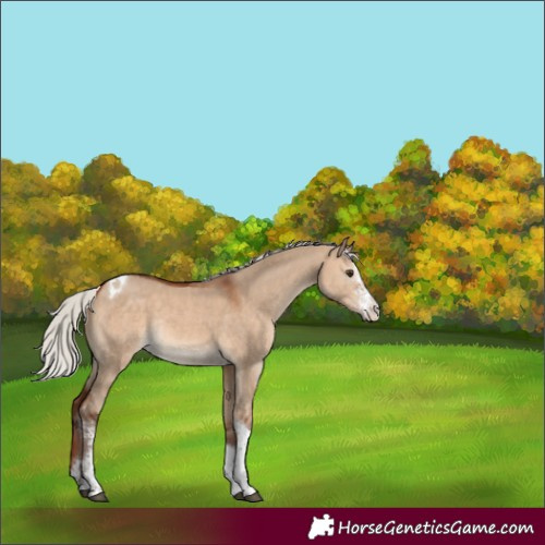 Horse Color:Silver Bay Dun Sabino Tobiano Rabicano 
