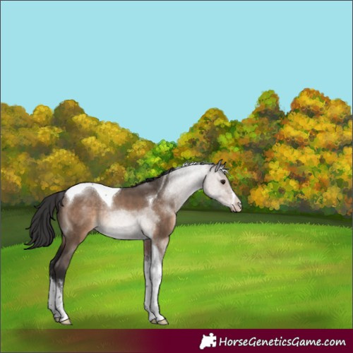 Horse Color:White Spotted Brown Dun Tobiano Rabicano 