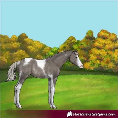 Horse Color:White Spotted Silver Black Tobiano Rabicano 