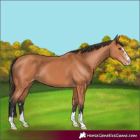 Horse Color:Bay Appaloosa