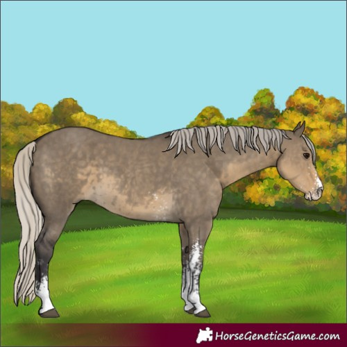Horse Color:Unknown 