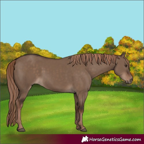 Horse Color:Liver Red Dun Rabicano 