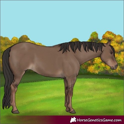 Horse Color:Liver Red Dun Rabicano 