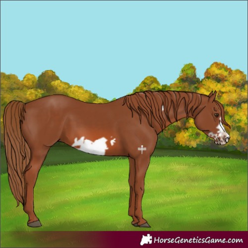 Horse Color:Chestnut Frame 