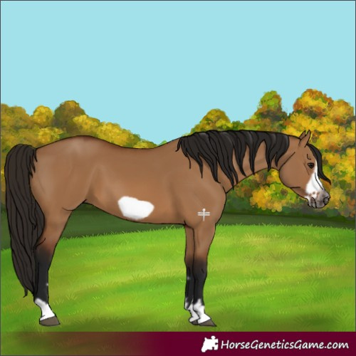 Horse Color:Gray Bay Dun Frame 
