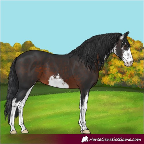 Horse Color:White Spotted Brown 