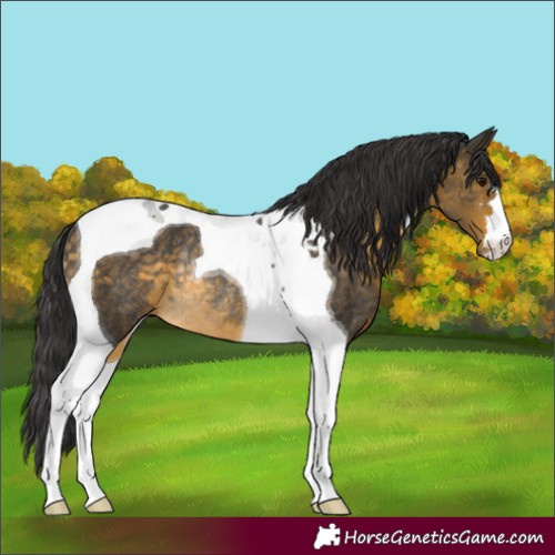 Horse Color:Buckskin Tobiano Rabicano 