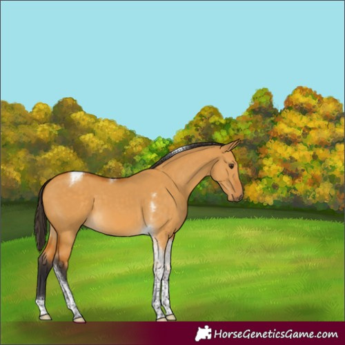 Horse Color:Buckskin Dun Tobiano 