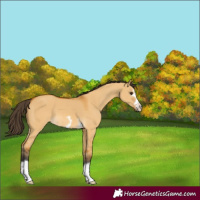 Horse Color:Buckskin Dun 