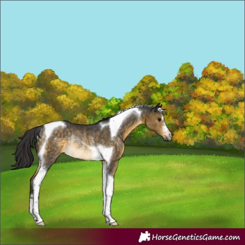 Horse Color:Buckskin Tobiano Rabicano 