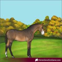 Horse Color:Buckskin Sabino 