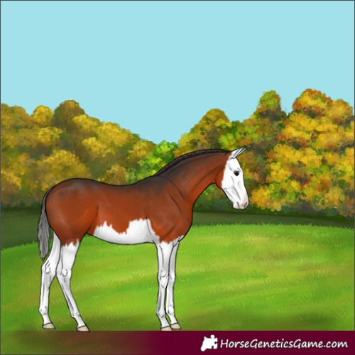 Horse Color:Bay Splash 