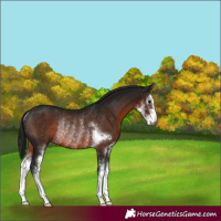 Horse Color:Gray Brown Sabino Rabicano 
