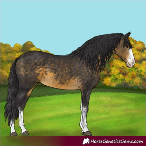 Horse Color:Buckskin Sabino