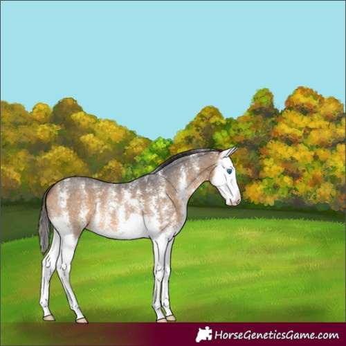 Horse Color:Buckskin Sabino Splash 
