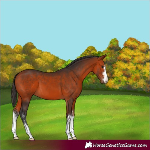 Horse Color:Bay 