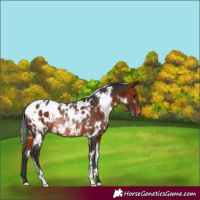 Horse Color:White Spotted Bay Appaloosa Rabicano 